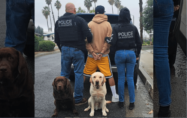 k9 chewie